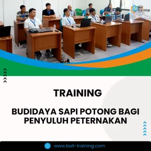 Training peternakan sapi